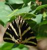 Euplagia quadripunctaria